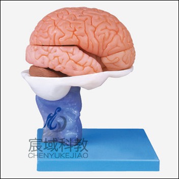 CY-A18203 脑解剖模型
