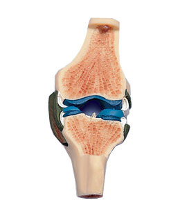 进口膝关节切面模型-德国3B-W19006