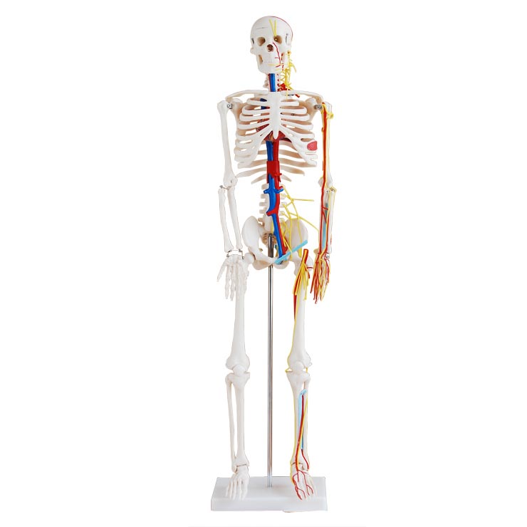 CY-XC102B 人体骨骼带心脏与血管模型85CM