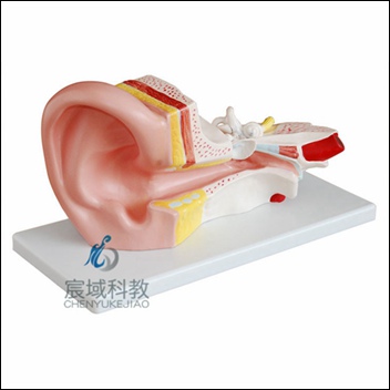 CY-XC303B 耳解剖模型(3倍)