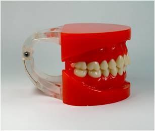CY-KQ061 标准牙颌模型A