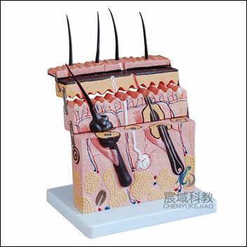 CY-XC313-3 皮肤切面模型