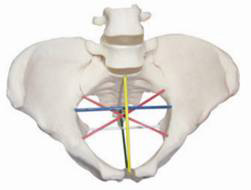 CY-F24 骨盆测量示教模型