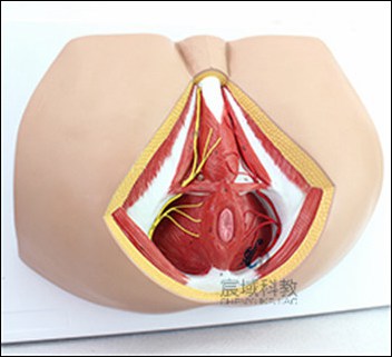 男性会阴部神经血管模型