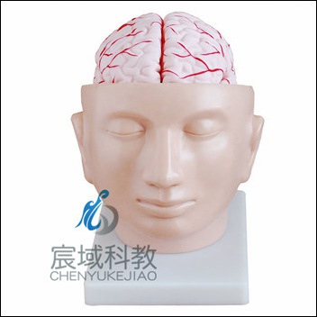CY-XC318 头部附脑和动脉模型
