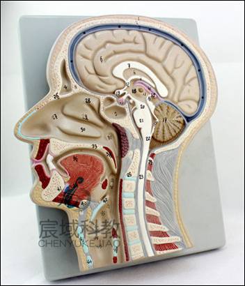 医用头部切面模型