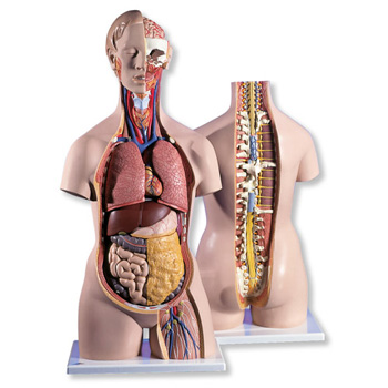 进口经典无性躯干模型(后背开放)18部分-德国3B