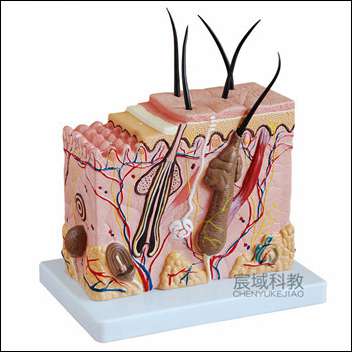CY-XC313-2 皮肤放大模型(中型)