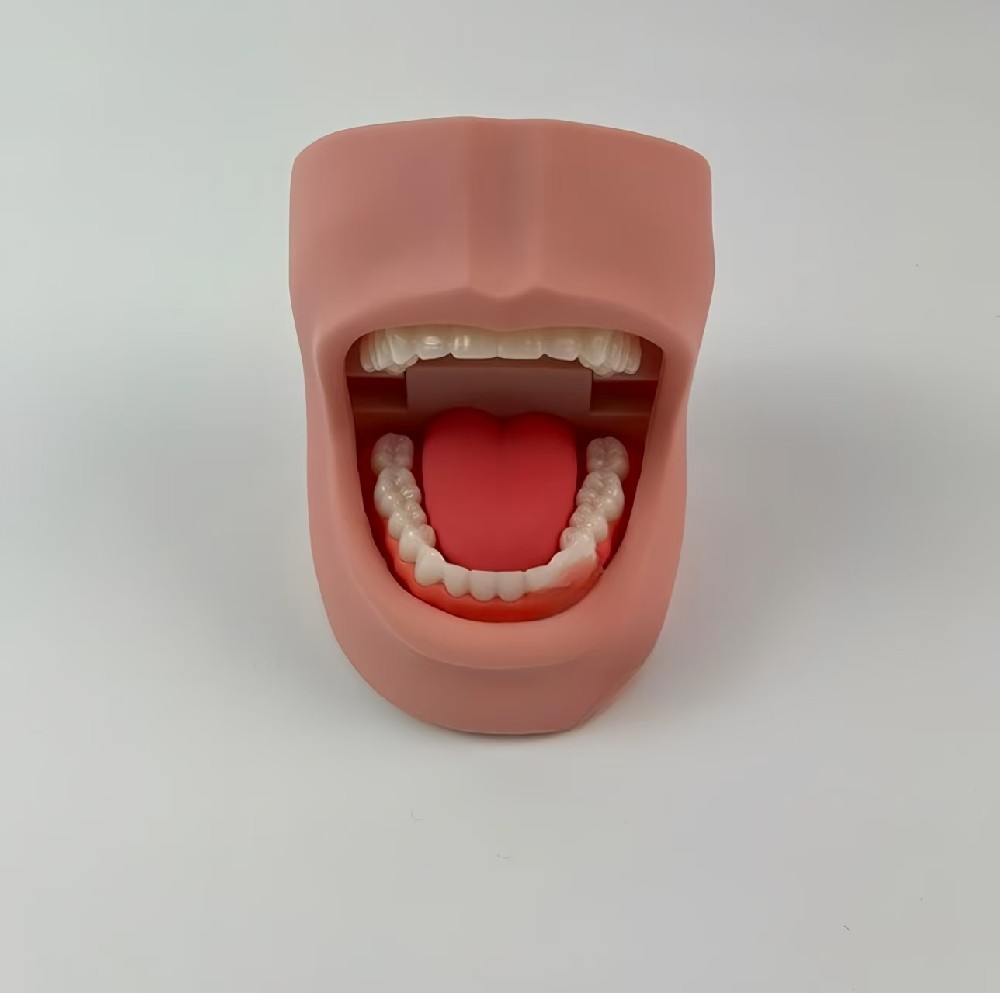 牙护理带脸颊模型